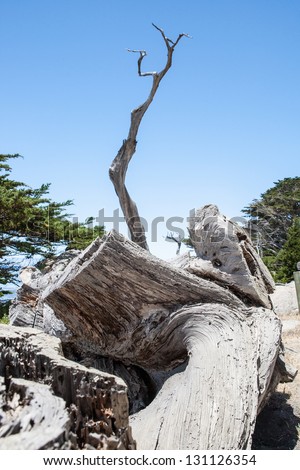 Pescadero Point at 17 Mile Drive. The area of Pescadero Point known as Ghost Tree derives its name from the white and gnarly local cypress trees in the area which call to mind ghosts or witches.