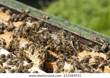 bees on honeycomb in a beehive. Honeybees are a genus of the family of the Real bees