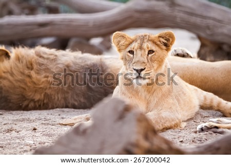 Young female lion lying in jungle