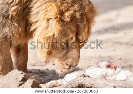 Male beautiful big lion with prey