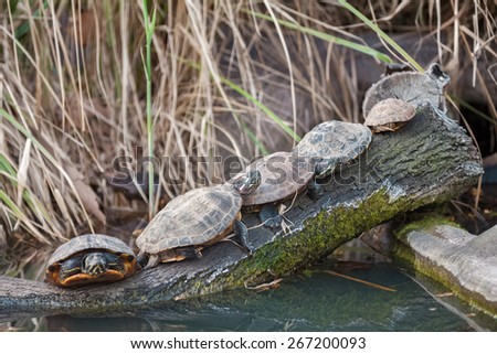Group of cute turtles enjoy on sun