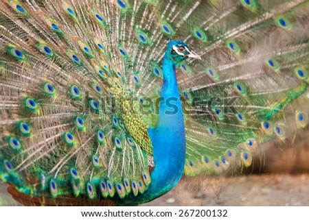 Beautiful bird peacock with colored body