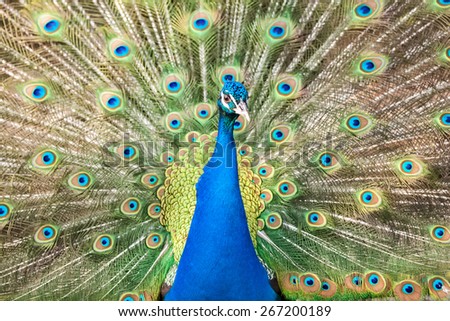 Beautiful bird peacock with colored body
