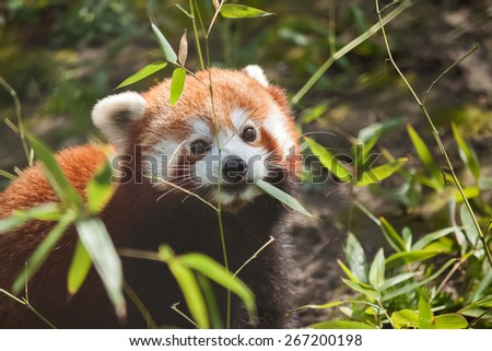 Liitle small cute red panda eating bamboo in forest