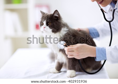 Cat check up at veterinarian office