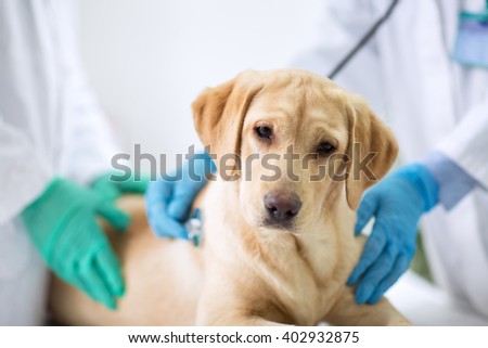 Cute puppy visit vet ambulance