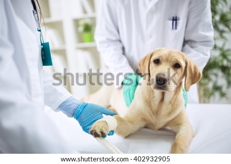 Veterinary Surgeon Treating Dog In Surgery, healthcare