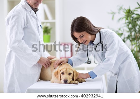 Teamwork veterinarian examining the sick dog