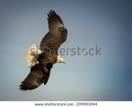 Soaring bald eagle