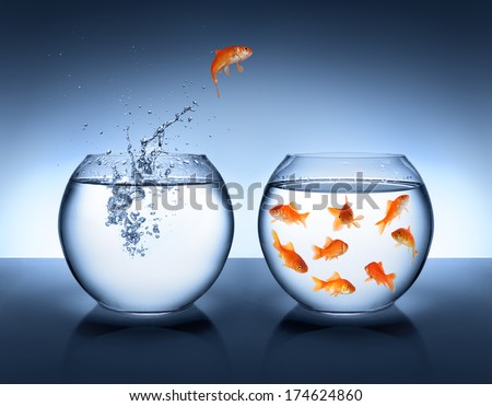 goldfish jumping out of the water - alliance concept
