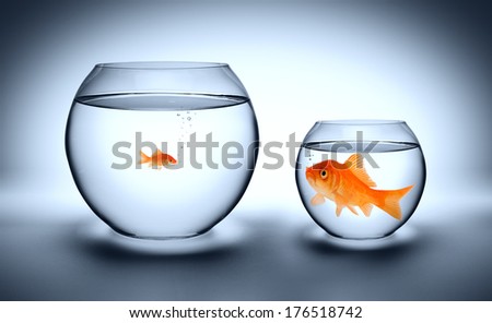 big goldfish in a small aquarium, and reverse - outgrown concept
