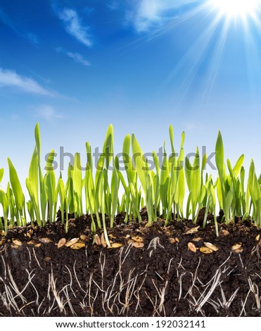 growth concept - background - soil in spring