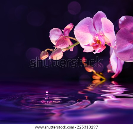 purple orchids and drops in water