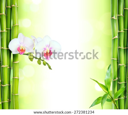 white orchid with bamboo - beauty and spa  background