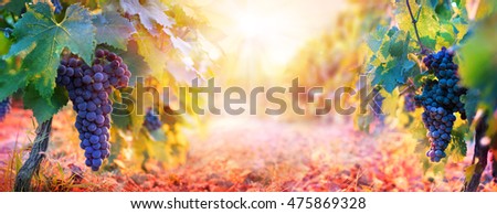 Vineyard In Fall Harvest With Ripe Grapes At Sunset