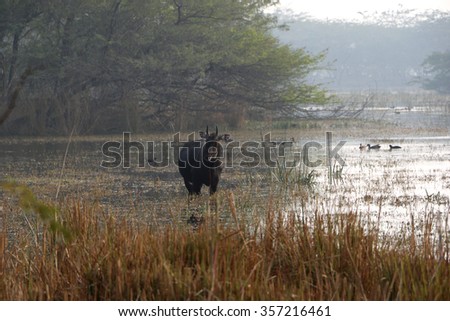 Gurgaon, India â?? January 2, 2016: A wild cow along with birds in Sultanpur National Park near Gurgaon, Hariana; a habitat to migratory birds. Visitors regularly visit here to see the migratory birds.