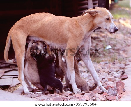 Stray female-dog feeding milk to its small puppies in an open area.