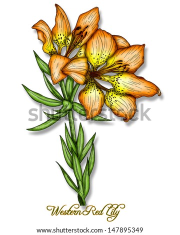 Western Red Lily Painting