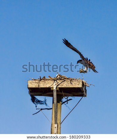 Osprey pair flying in and out of their nest and eating fish.