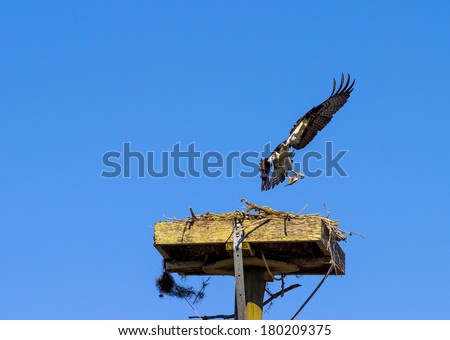 Osprey pair flying in and out of their nest and eating fish.
