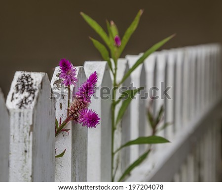 Pink Flowers and a green plant growing through a whit picket fence.