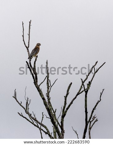 A Red Shoulder Hawk since in a dead tree on a rainy day.