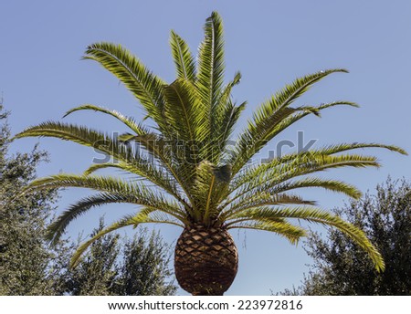 A well manicured Royal Palm Tree in the sun.