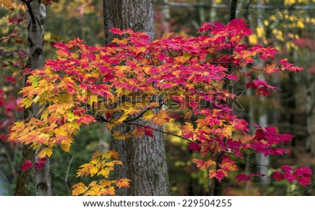 Fall leaves in brilliant yellow and red colors in the mountains of Tennessee.