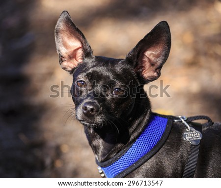 A small black dog with big ears, face and eyes.