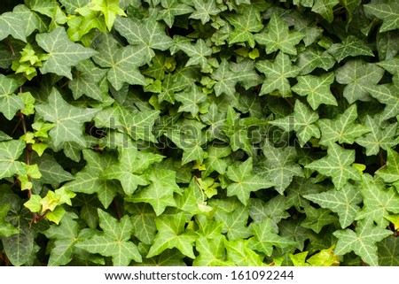 English Ivy \'Hedera Helix\' Is A Clinging Evergreen Vine Plant.