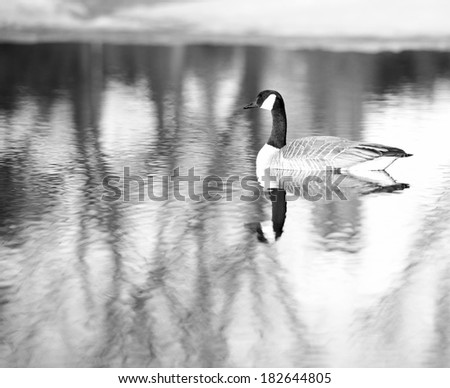 A Canada Goose swimming across a body of water