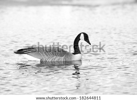 A Canada Goose swimming accross a body of water