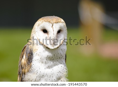 The Barn Owl (Tyto alba) is the most widely distributed species of owl, and one of the most widespread of all birds. It is also referred to as Common Barn Owl