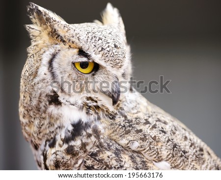 The great horned owl (Bubo virginianus), also known as the tiger owl, is a large owl native to the Americas.