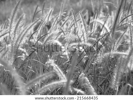 \'Purple Fountain Grass\', Pennisetum setaceum, is a fast growing clump grass. It has purple foliage and purple foxtail-like flowers. This plant is only an annual in northern climates in black and white