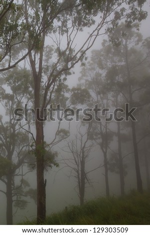 Misty rain through the trees