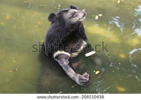 Asiatic black bear, Tibetan black bear,Ursus thibetanus. bear in water.