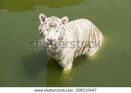 white tiger sleep in water.