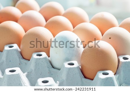 duck egg and Chicken eggs in egg tray