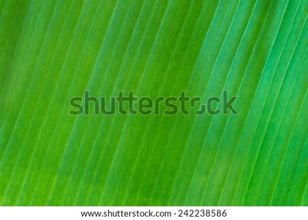 Abstract Background : Banana Leaf Pattern
