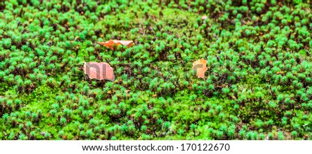 Japan moss background