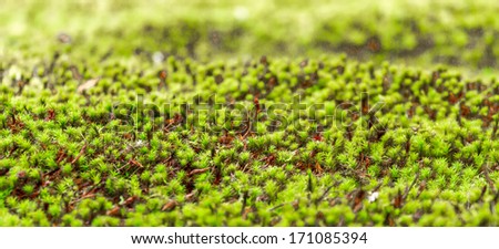 Japan moss background