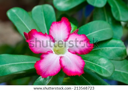 Closeup of Pink Desert Rose or Impala Lily tropical flower in nature