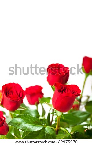 stock photo : Flowers - red roses on white background red and white roses background. stock photo : Flowers - red roses on white background