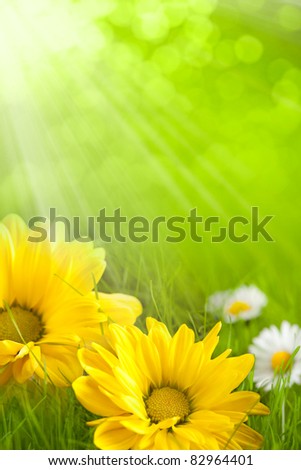 Floral background - yellow and white flowers