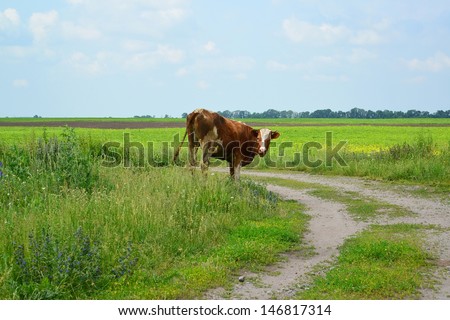 The cow costs on a country road