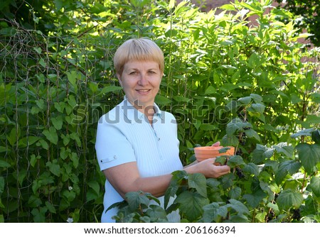 The woman of average years picks berries of black currant from a bush