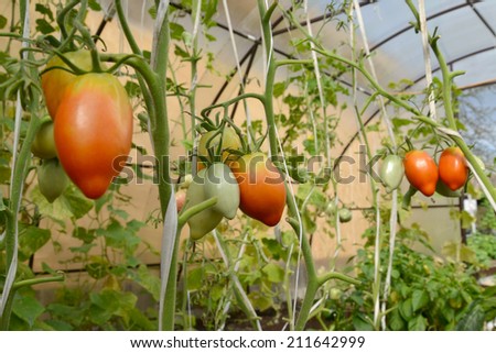 Crop of tomatoes in the greenhouse