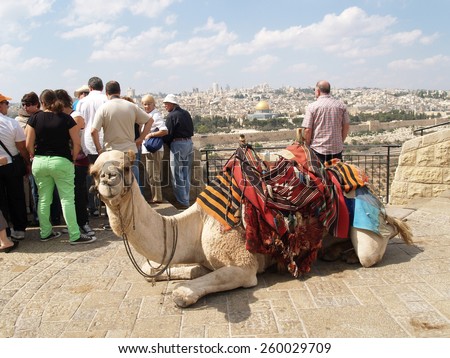 JERUSALEM, ISRAEL - OCTOBER 09, 2012: Camel the dromedary with a body cloth for driving of tourists on an observation deck
