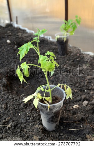 The tomato seedling in a plastic glass costs in the greenhouse